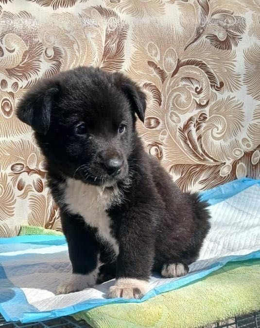 Красавицы девочки частично с лабрадором ищут дома