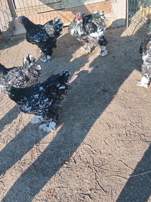 Ouă  Brahma  negru bobat