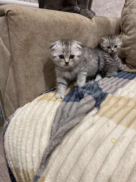 Вислоухие шотла ндцы