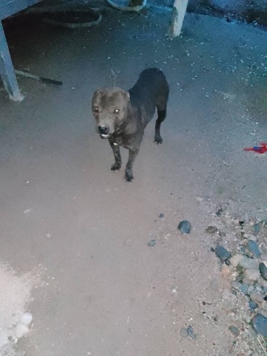 Питбул  хорошая собака