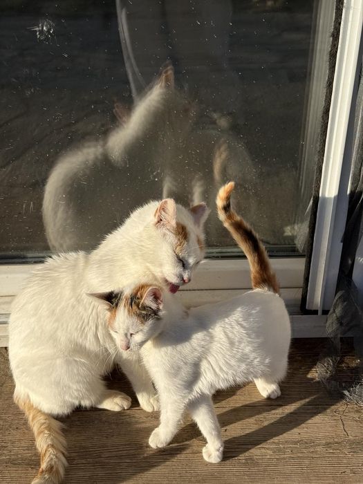 Котенце малко подарявам.