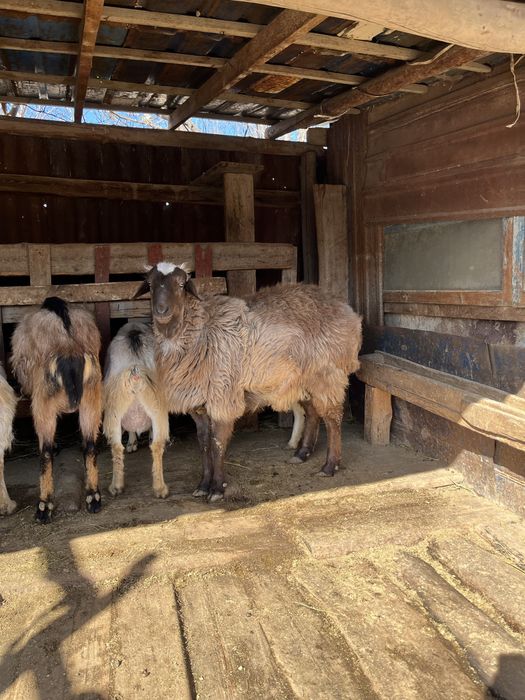 Семіз қошқар сатылады