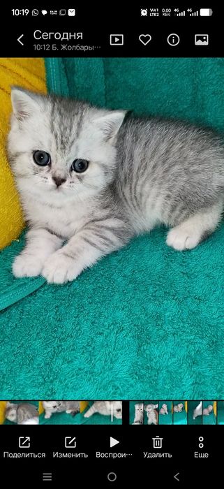 Котята шотланские