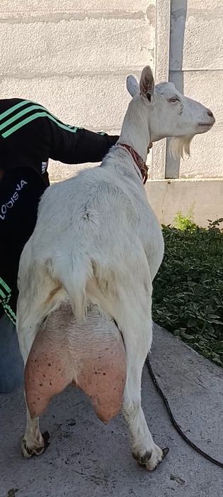 Capra nr1. De elită