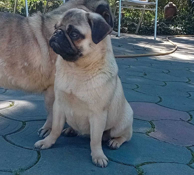 Vand femela pug mops junior