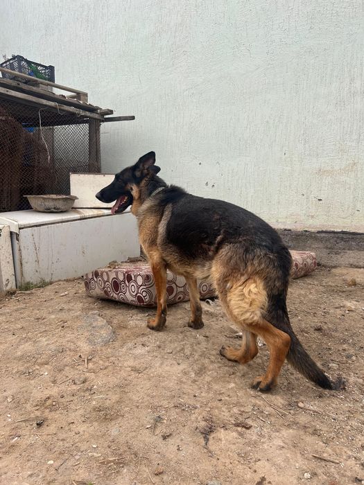 Немецкий овчарка