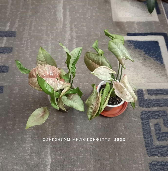 Фикус Умбеллата, растения, цветы