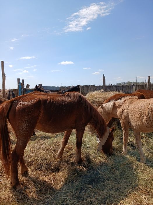 Бие кобыла жуас мінгі