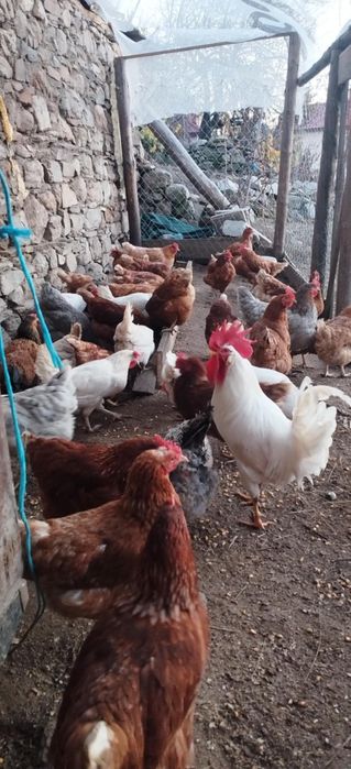 Кокошки носачки с.ОСИКОВО