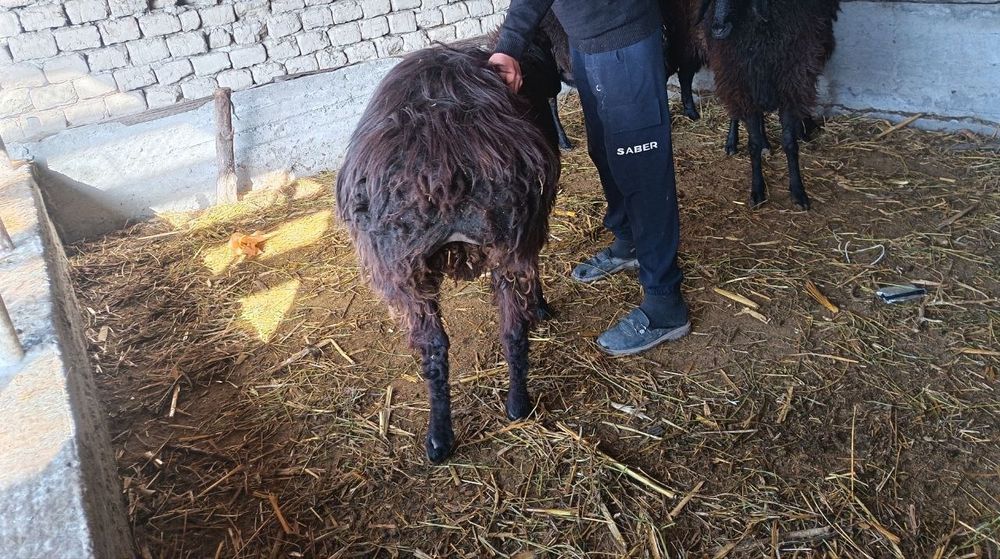 2 та кучкор сотилади