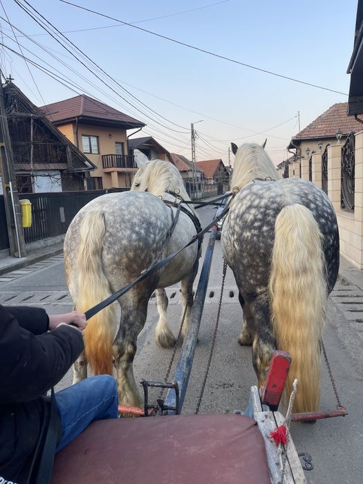Vând armasar si iapă