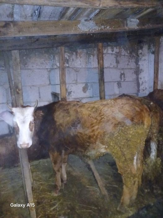 Сиырлар сатылады