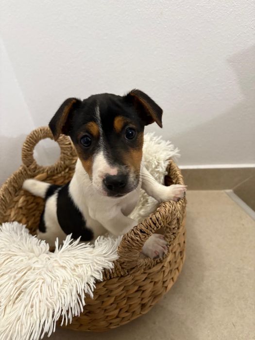 Cateii cu carnet de sanatate