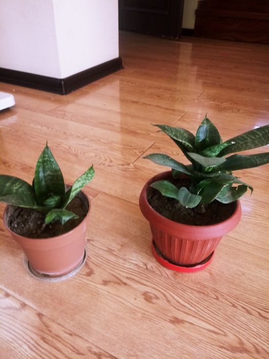 Сансивьера - санитар воздуха