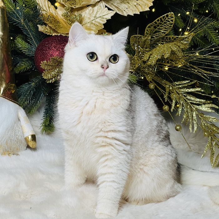 Серебристая шиншилла