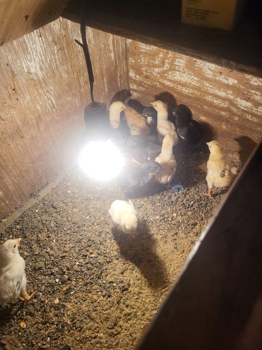 Дакан шожелер 2500