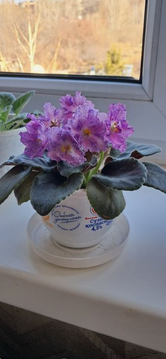 Фиалки сортовые разные