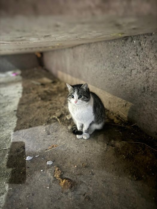 Пристраивается кот