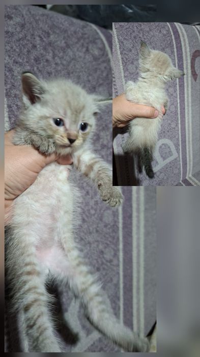 Отдам котят. Мальчики