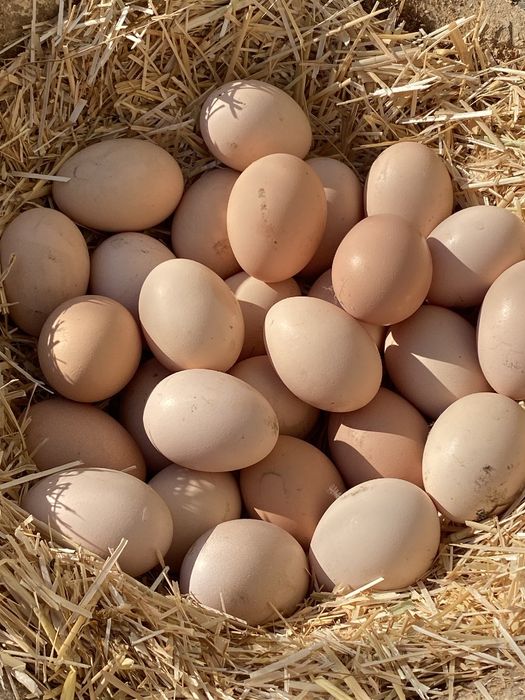 Халол , хонаки товукларнинг тухумлари сотилади.