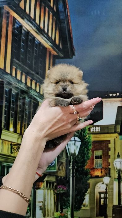 Шпицы рыжие мальчики и девочки