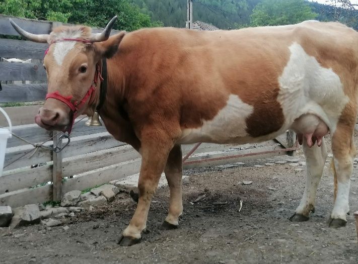 Vaca de talie mare