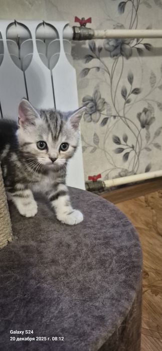 Продаються котики