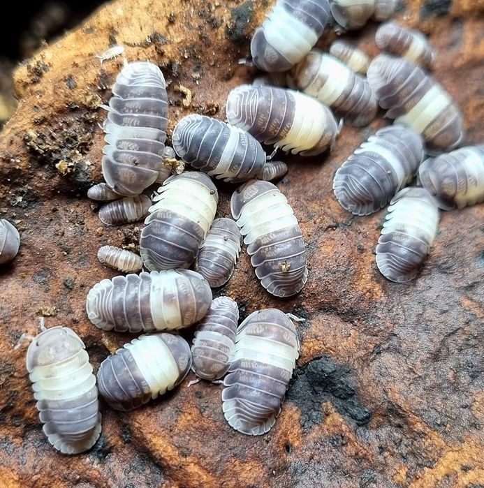 Izopozi/ izopode