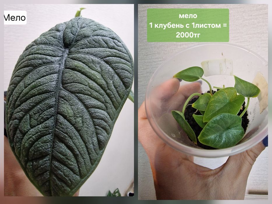 Комнатные цветы (домашние)