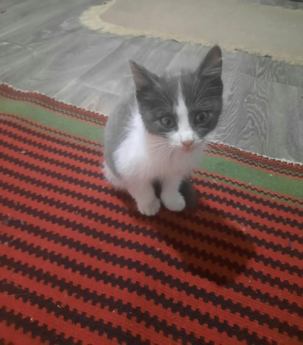 кошка девочка 2месяца