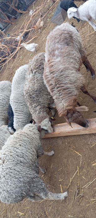 Бараны с ягнятами