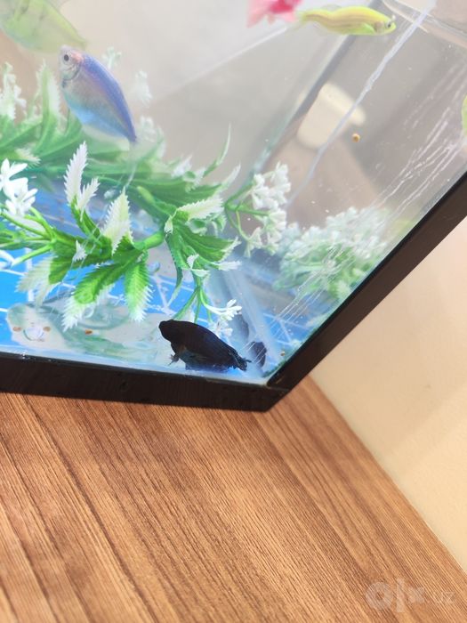 Akvarium baliqlari bilan sotiladi