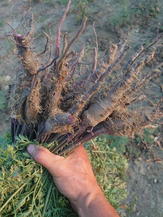 Cartofi mov și legume organice