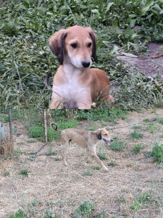 Щенки казахской тазы