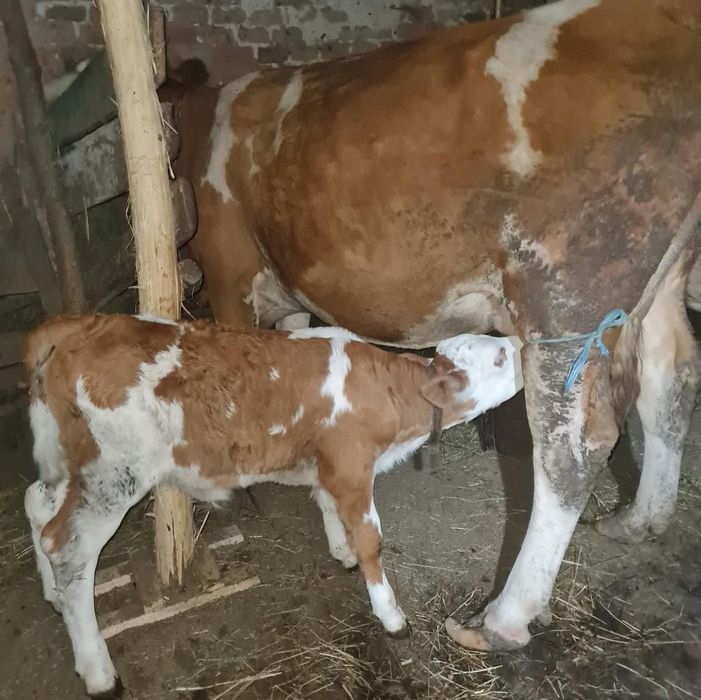 Vitea de lapte de 3 saptamani