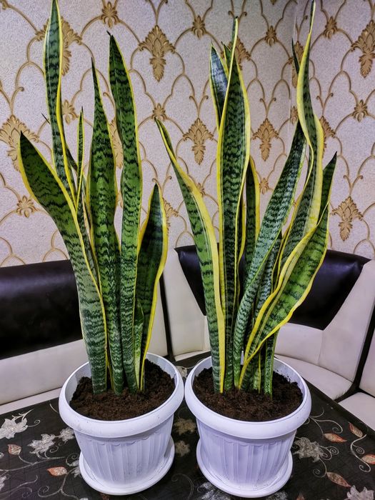 Цветы подарок. Доставка