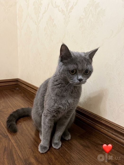 Грациозная плюшевая кошечка (Скоттиш-страйт) ищет свою семью!