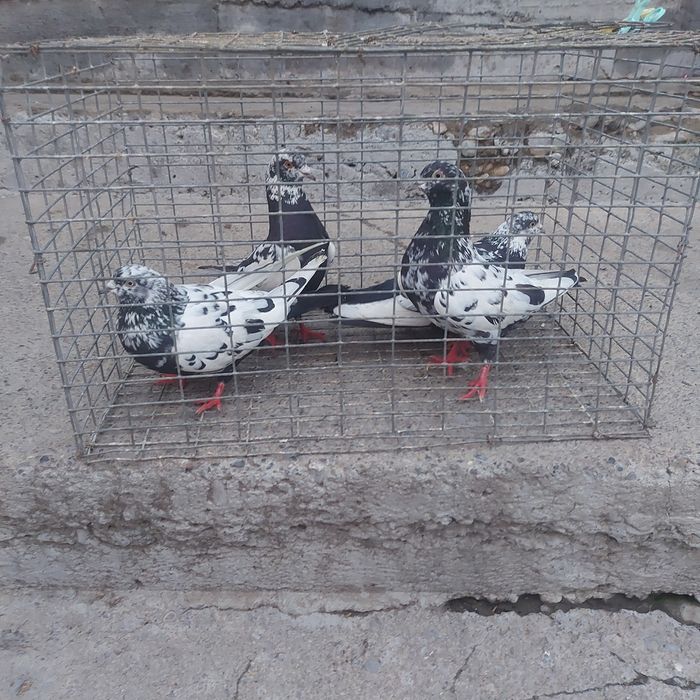 Сочи 2 пара гатовый лет с игрой