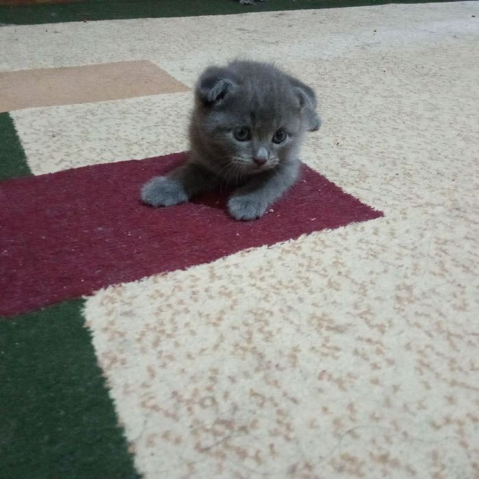 Котята британские скотиш фолд и скотиш страйт чистокровные