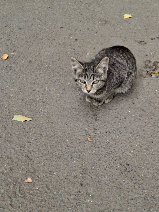 Кошечка,маленькая кошечка