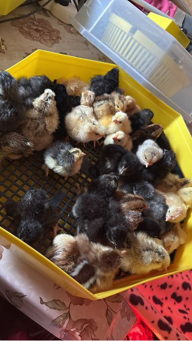 Puișori disponibili !