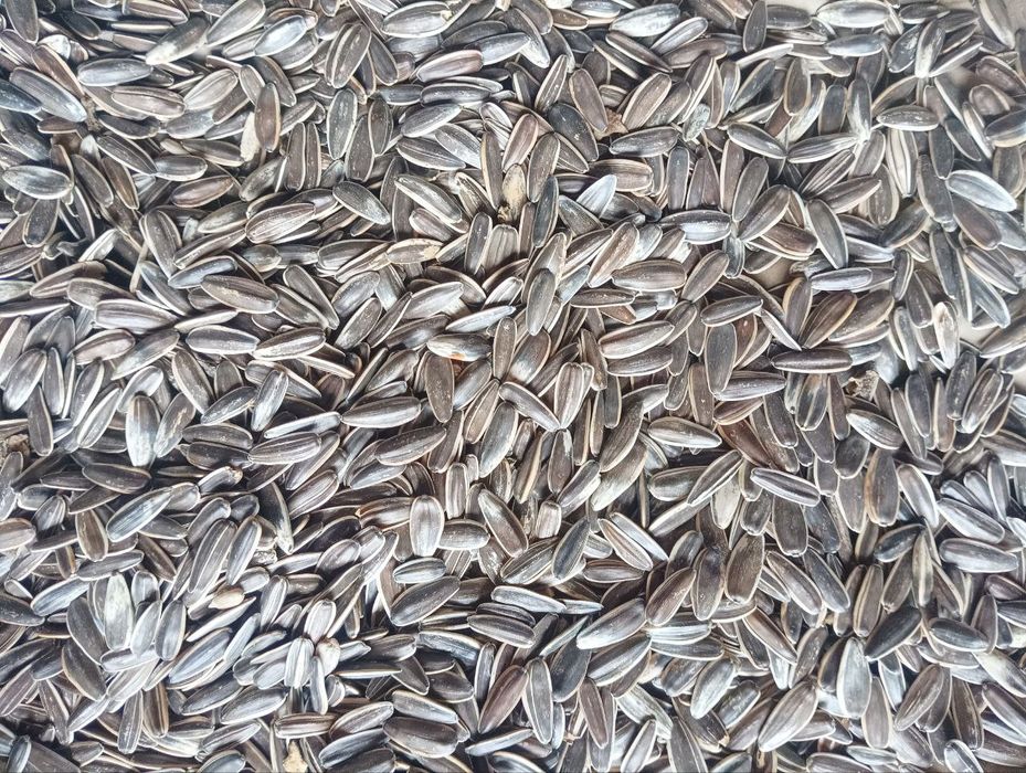 Mega simichka sotiladi