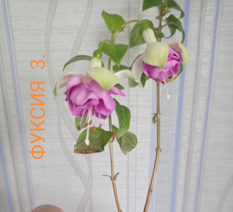 Цветы комнатные . Большой выбор