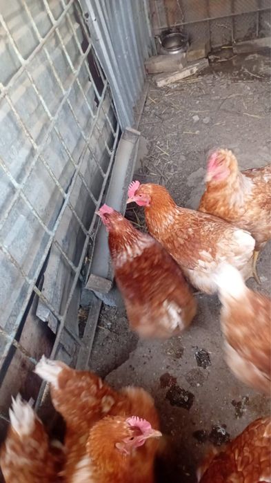 Продается куры и петухи