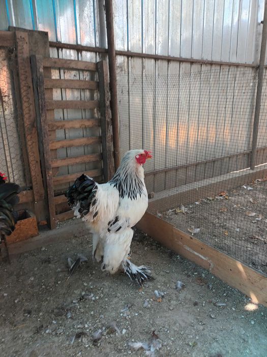 Brahma si cochinchina cocosi