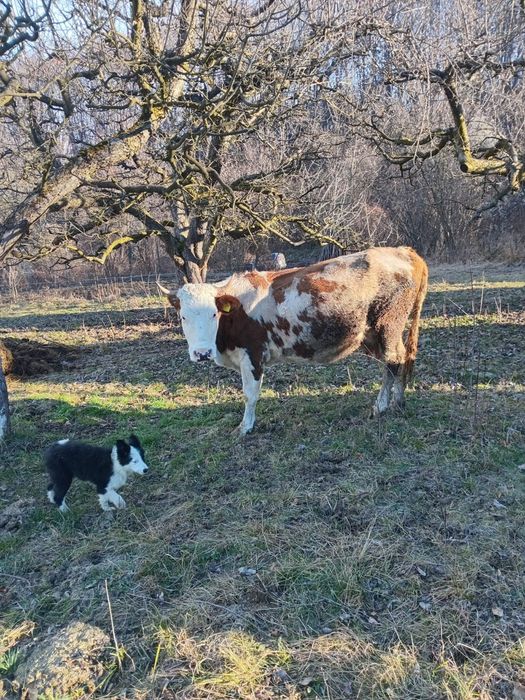 De vânzare doua vaci