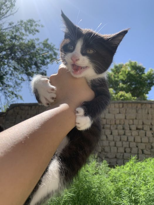 Отдам котенка девочку в добрые руки