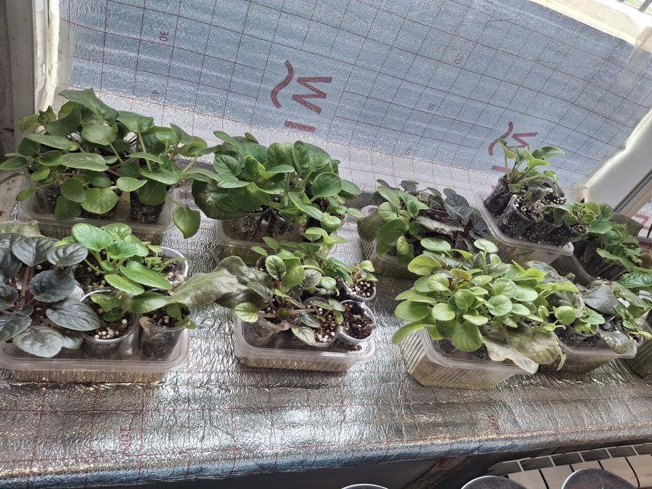 Продам комнатные растения недорого