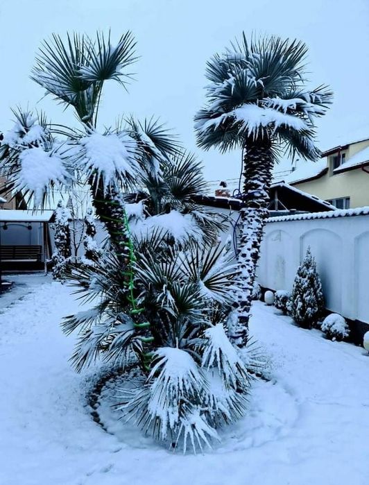 Palmier trachycarpus rezistent la ger