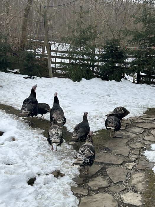 Curcan si curca pentru reproducere